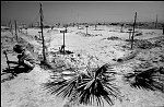 India, Tamil Nadu,march2005.<br><br>People believe that trees with slow down a next Tsunami .<br>along the coast a park of trees is planted, every tree with the name of a victim.<br><br>Victims of the Tsunami are struggling to survive after the Tsunami, their main business as fisherman have been made impossible by destroyed boats and nets.<br>while improvising and take the risk to fish the sea using a inferior boat, local people don't want to eat the fish, so prizes go down to 20% of before.<br><br>The Indian Government claims to have the situation under control and don't accept foreign aid, in the meantime they move fisherman away from the beaches to remote areas, where their chances of survival will be even less.<br>