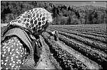 Bosnia, may 2002.<br>Ngo supported strawberry plant, to motivate refugees from Srebrenica into picking up their lives again.<br>---------------------------------------------------------------------------------------------<br>In the territory of Srebrenica slowly Muslims are trying to go back to their pre-war homes.<br>Most of these families lost several members of their family during the 1995 Srebrenica enclave deportations by Serb army and find  their homes taken over by Serbian refugees who fled mostly from the Sarayevo district, since  the law of Republic Srbska allows Serbs refugees to stay in these houses, Muslims find themselves without any place to stay in the same town where the killers of their relatives might walk around.<br>